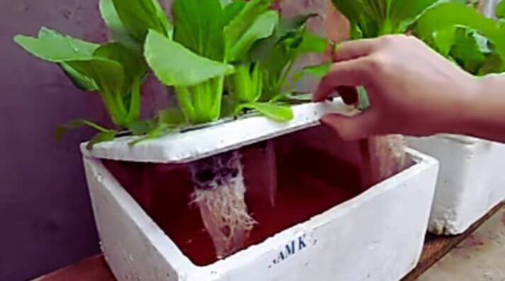Hydroponic Plant  Growing